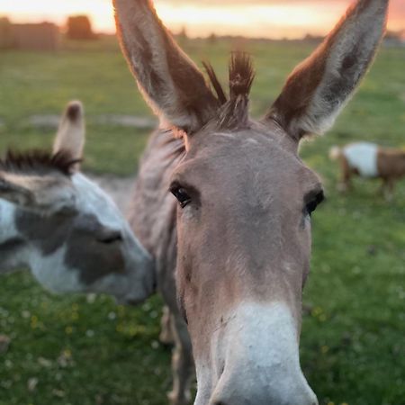 Oedelem De Wabisabiboerderij Bed & Breakfast エクステリア 写真