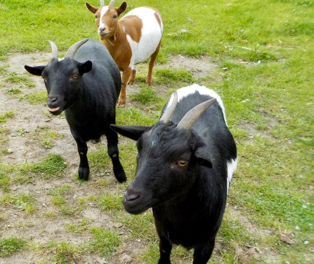 Oedelem De Wabisabiboerderij Bed & Breakfast エクステリア 写真