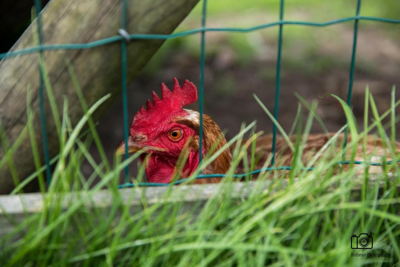 Oedelem De Wabisabiboerderij Bed & Breakfast エクステリア 写真
