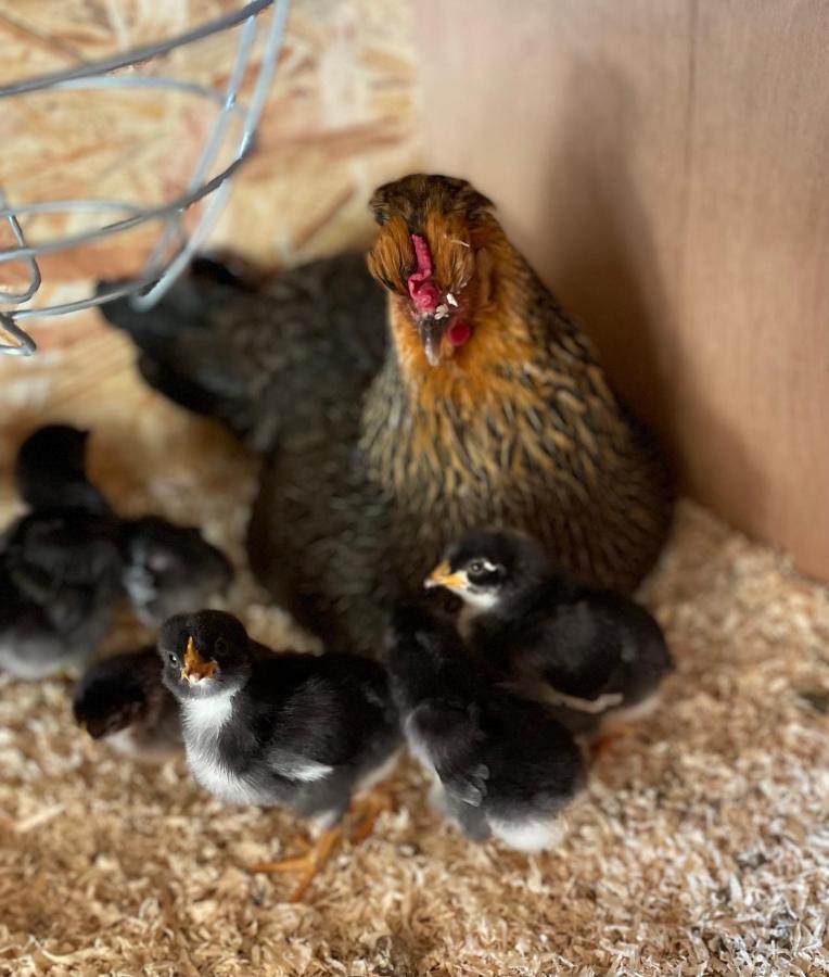 Oedelem De Wabisabiboerderij Bed & Breakfast エクステリア 写真