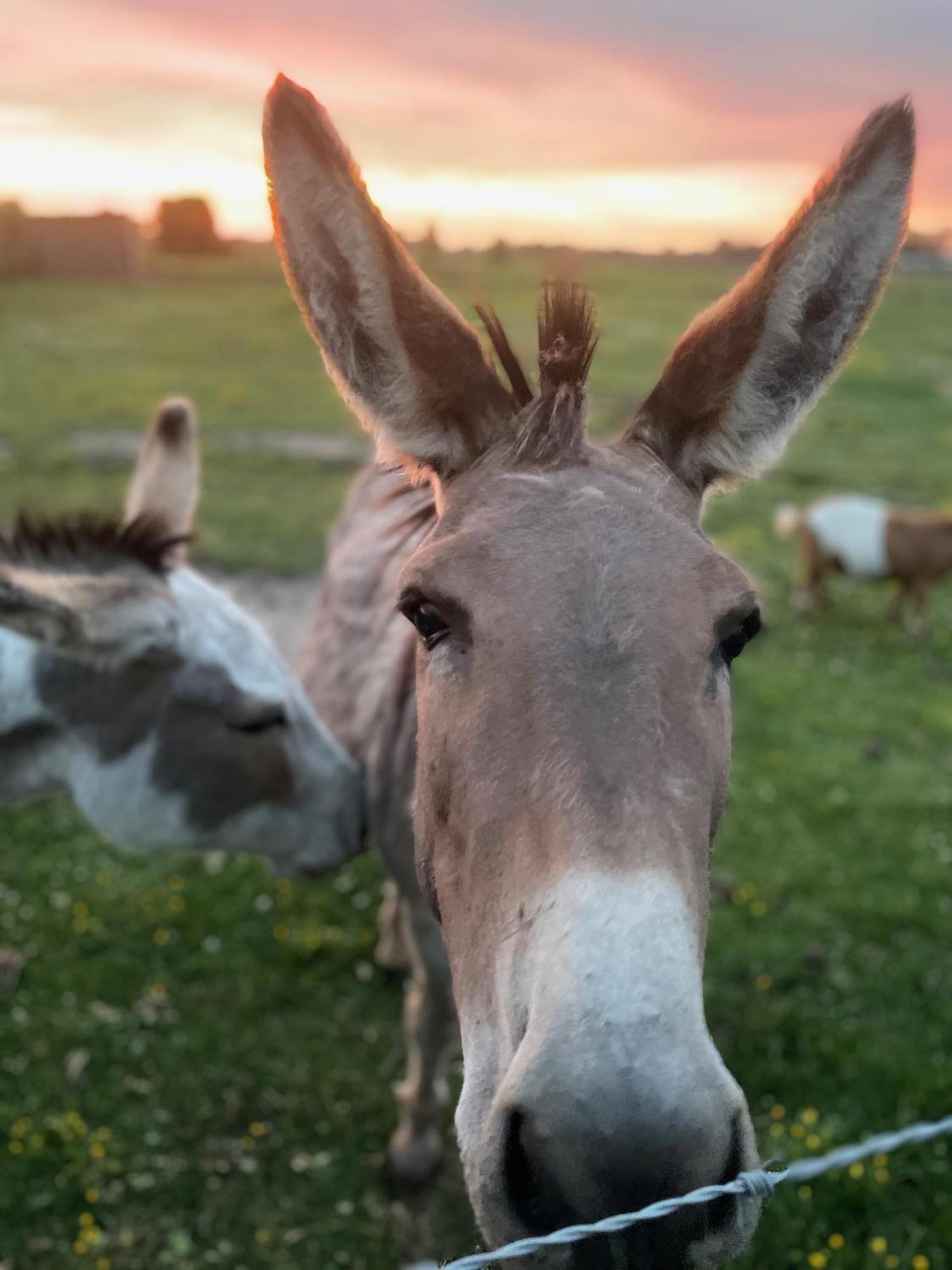 Oedelem De Wabisabiboerderij Bed & Breakfast エクステリア 写真
