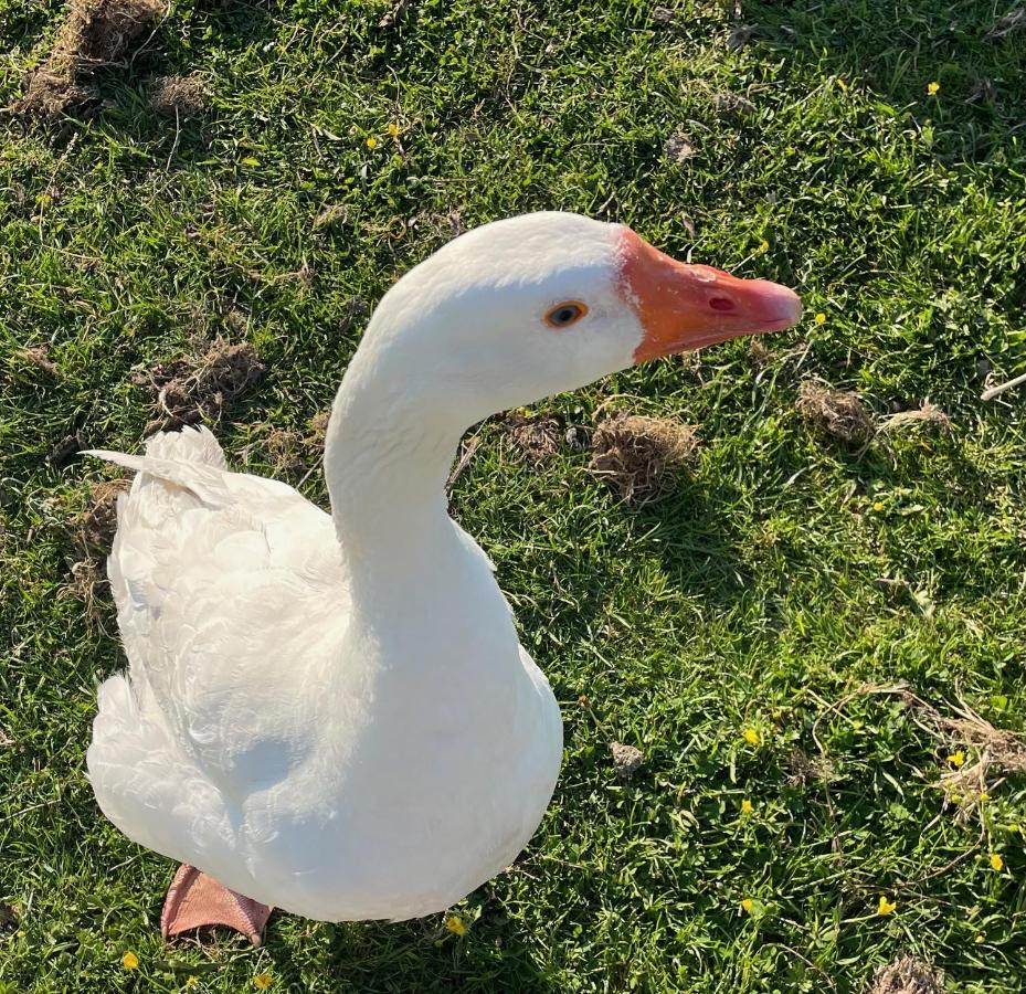 Oedelem De Wabisabiboerderij Bed & Breakfast エクステリア 写真