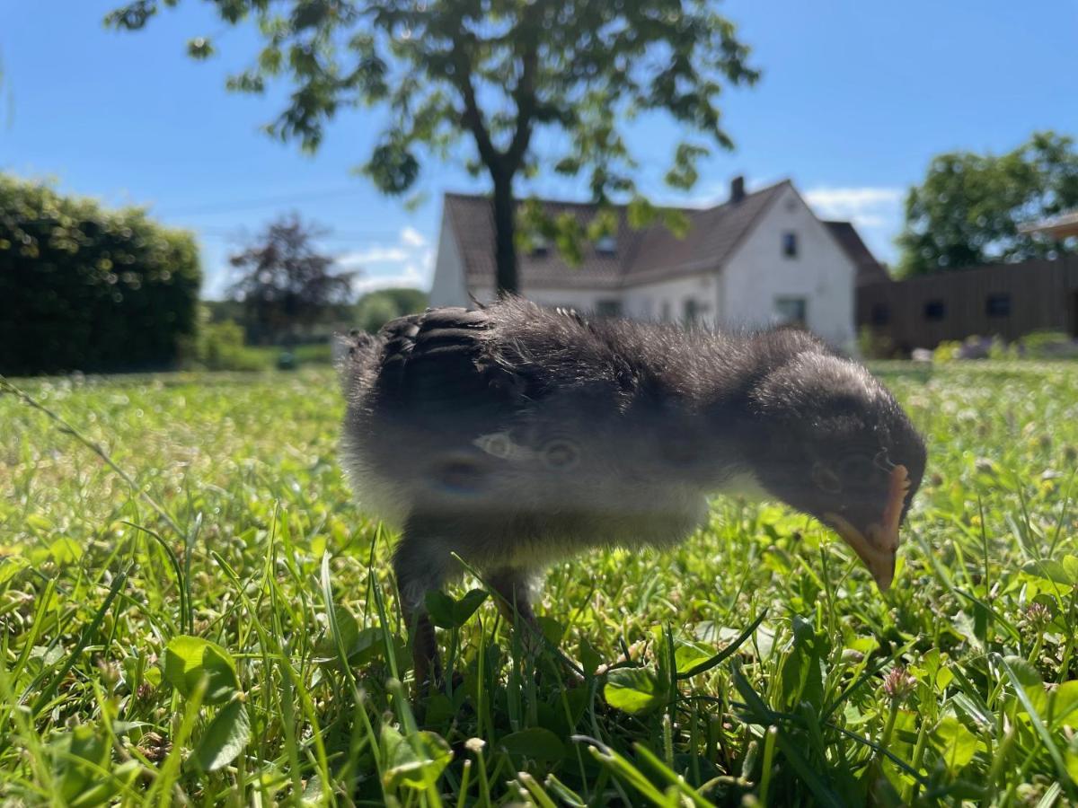 Oedelem De Wabisabiboerderij Bed & Breakfast エクステリア 写真