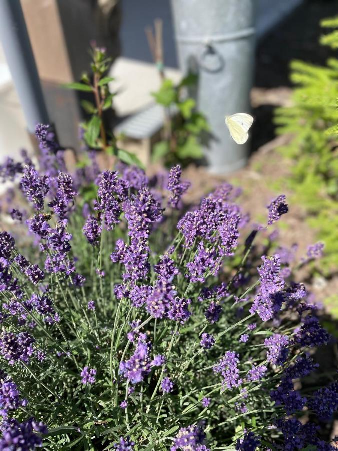 Oedelem De Wabisabiboerderij Bed & Breakfast エクステリア 写真